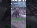 Predator attack: bear vs zebra! #wildlife #viral #shorts