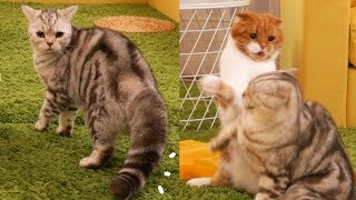 The SuriNoel cat family's most violent fight ever. TT