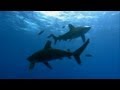 Oceanic Whitetip Shark Attack | Planet Earth | BBC Earth