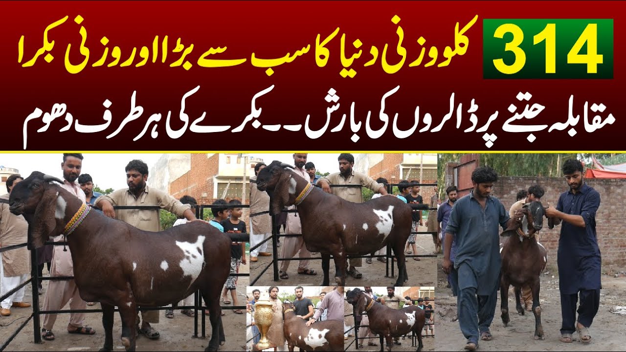 314KG Pakistani Bakra Weight World Record , Dollars ki Barish Exclusive Interview