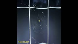 000tarantulas - Face reveal (Visualizer)