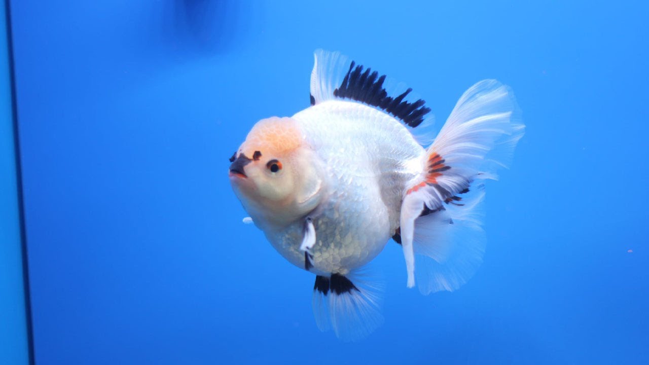 美しい金魚と大きな 良質の金魚 Youtube