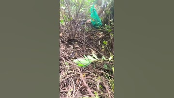 câu cá lóc bằng vịt miền tây