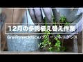 １２月の多肉の植え替え作業　グリーンネックレスをブリキに植え替え