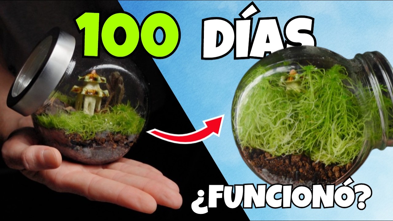Terrario de Musgo Autosuficiente: Tras 100 Días, ¿funciona?