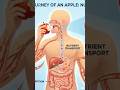 What Happens to Your Body When You Eat an Apple Every Day for 30 Days? #realfruit #purefruit