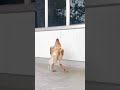 Quality chk karo 😘😘❤️ #aseel #birds #chicken #fighting #aseelmurga #animals #beak #falconry