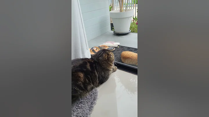 Video 10552851: scottish fold british shorthair, cat scottish fold british, snow british shorthair