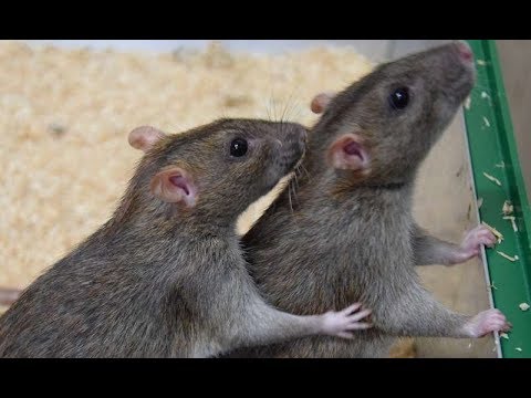 Amazing Facts About Rats In Hindi चूहों के बारे में ये नहीं पता होगा |  Adbhut Rahasya - YouTube