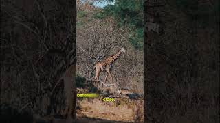 The Shocking Secret Behind a Giraffe's Long Neck! 🦒💥 #shorts #youtubeshorts