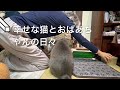 【幸せな猫と.. おばあちゃんの日々】・・・