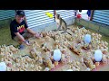 Basic tips on handling/transfer of week old chicks│the role of a pet monkey in the farm.