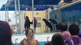 Salem Fair - Sea lions stunts