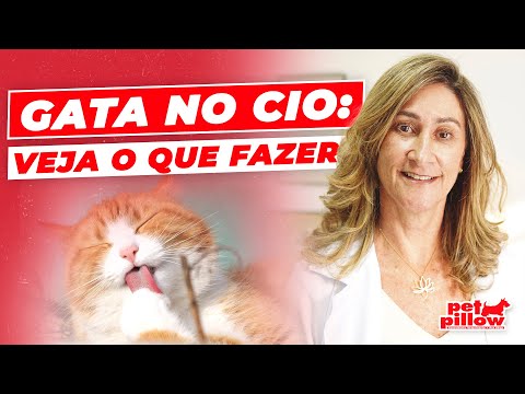 Vídeo: Como lidar com uma gata no cio: 10 etapas