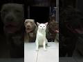 The barking cat animalfacts cat pitbull catlover