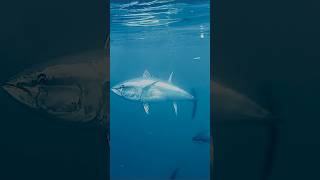 Bluefin tuna eating #fishing #tuna #bluefintuna #fishing #drifting