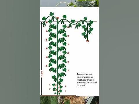 3 способа формирования огурцов в теплице - YouTube