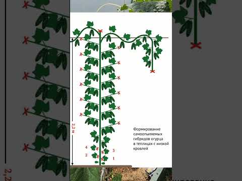 Video: Kako posaditi Moringa drvo: 14 koraka (sa slikama)