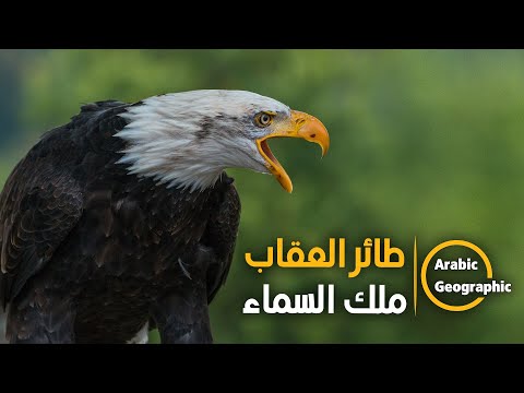 فيديو: الطائر الملك الصغير ذو الرأس الأصفر: الوصف والوزن والصوت والحقائق الشيقة