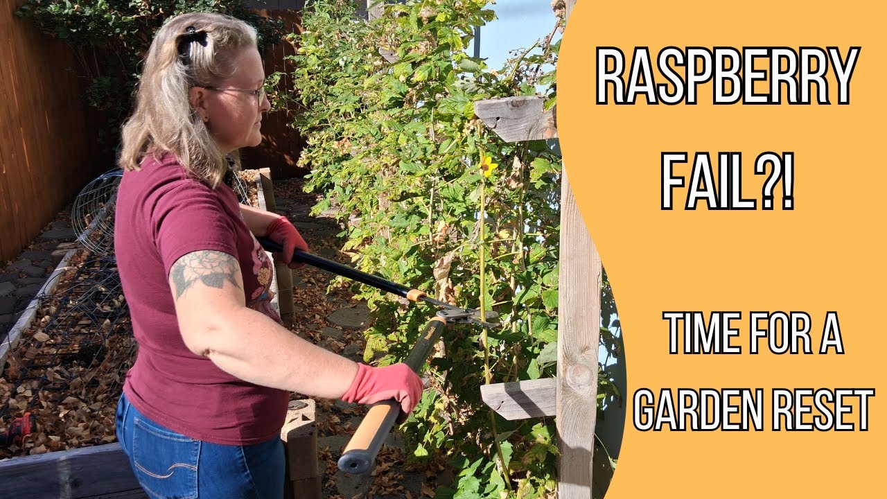 Why Raspberry Torus Remain Why We’re Removing Our Raspberries (and What’s Next!) - YouTube
