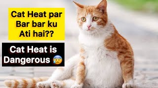 Cat heat is Dangerous ? When you have to mat you Cat | Precautions during Cat Heat Cycle