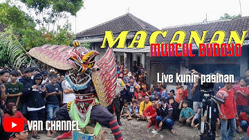MACANAN MUNCUL BUDOYO || LIVE KUNIR PASINAN SINGOJURUH