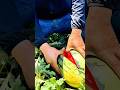 Splitting a ripe watermelon in the garden reveals fresh sweet red flesh ready to eat