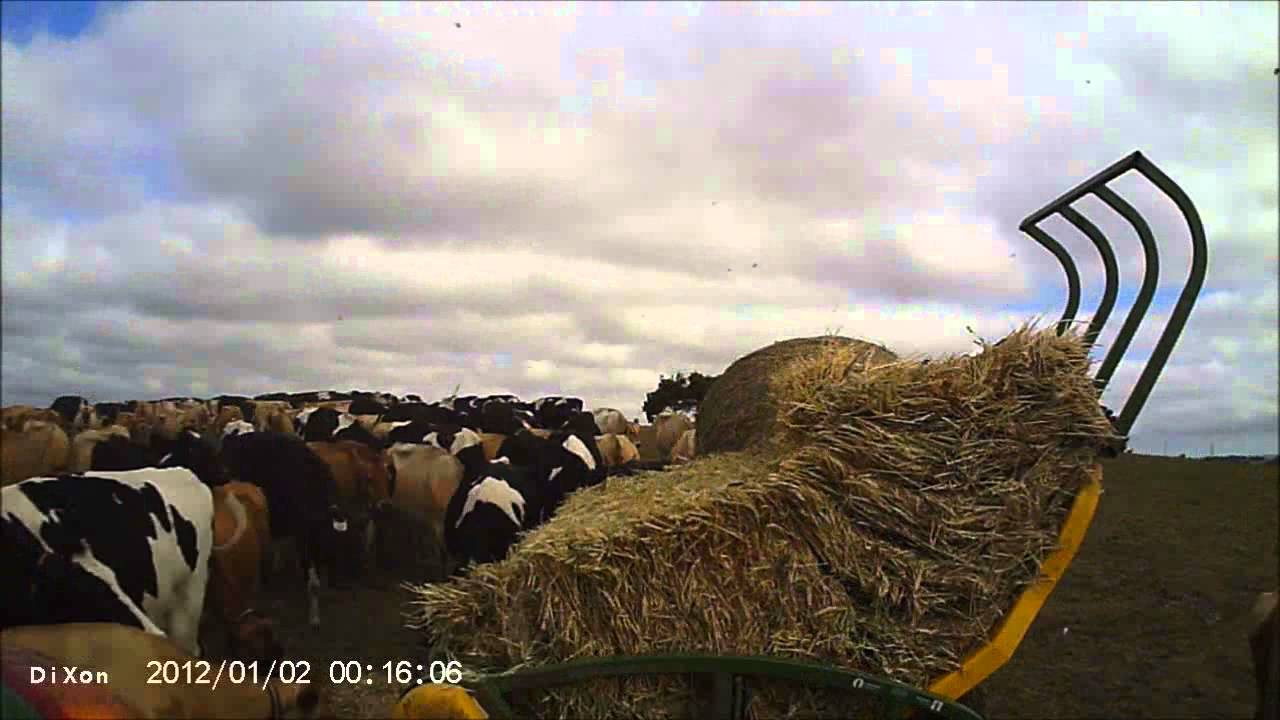 Summer Feeding Diary cows South Gippsland Australia.