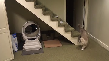 Best Self Cleaning Litter Box 2017: Ragdoll Cat Chiggy Loves to Watch the Litter Robot Open Air