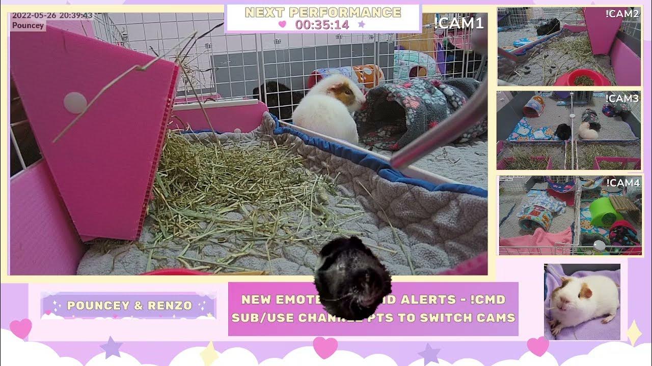 Renzo the Guinea Pig has the Zoomies! YouTube