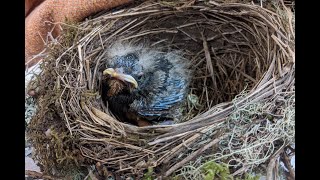 The Little Bird ~ Namaste Village Morning Session, April 15, 2024