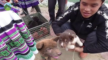 CHÓ ĐỎ BẮC HÀ Loại chó quý hiếm đang Bị Săn Lùng | Miền Núi Tây Bắc