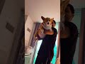 #corgilife #doggielife #cute #corgicrew #petsrule #dogs #corgi #corgiworld #corgilove #puppy