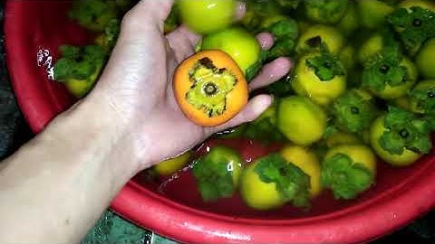 Hồng ngâm,  hồng giòn bắc kạn