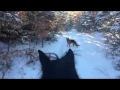 German Shepherd Pack on the Trails with Friesian horse