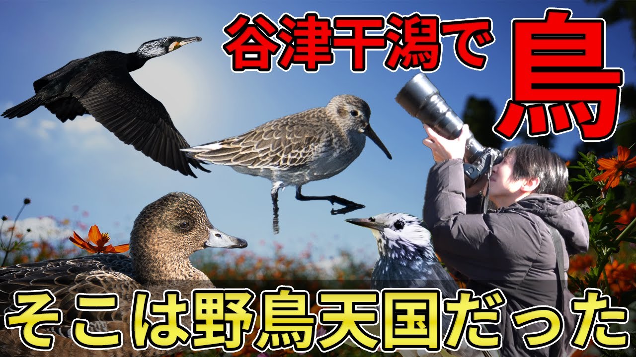 【カモ・シギ・冬鳥】谷津干潟で野鳥撮影！いろいろな生物が大集合 Nikon Z9 Z400mmf4.5VRS TC×1.4