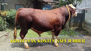 AMUNISI KONTES SAPI APPSI 2022 JEMBER || KONTES SAPI JEMBER 2022