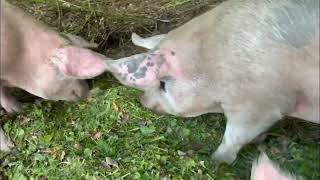 Muddy Piggies Paradise: Farmyard Fun & Piglets Grazing!