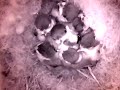 Birdcam_2010-05-09_09-29-21.avi
