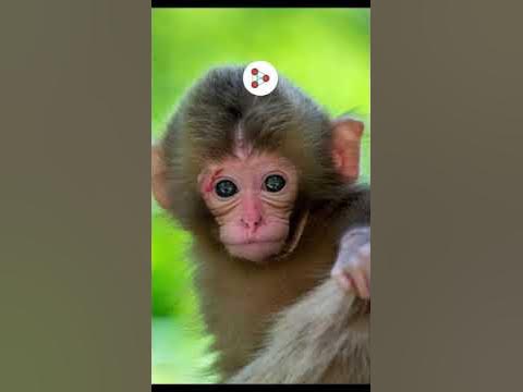 Did we evolve from Chimpanzees? | Don't Memorise #Shorts - YouTube