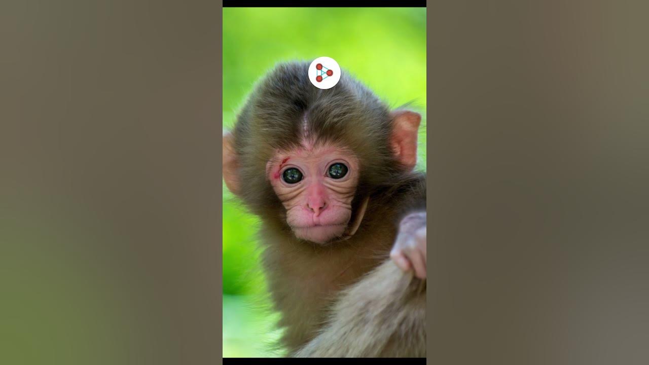Did we evolve from Chimpanzees? | Don't Memorise #Shorts - YouTube