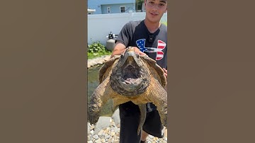 Alligator Snapping Turtle! #snappingturtle #alligatorsnappingturtle