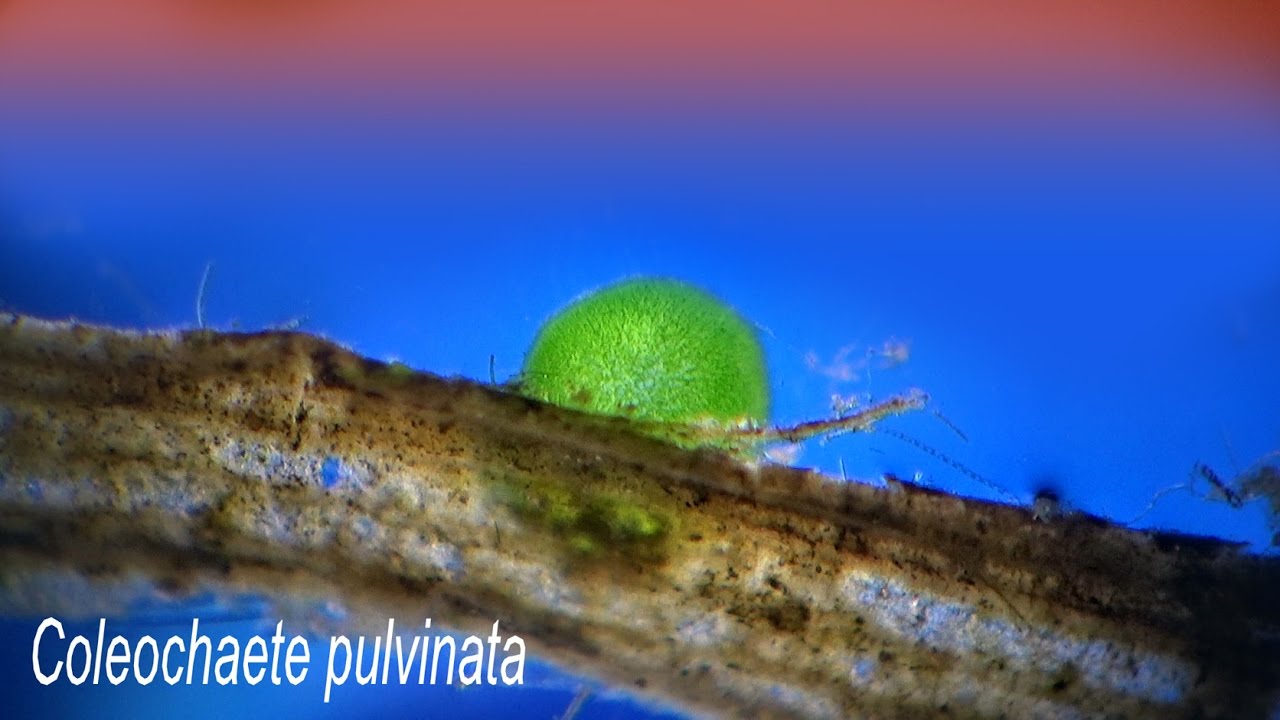 of plants Coleochaete asexual reproduction of plants Coleochaete asexual reproduction