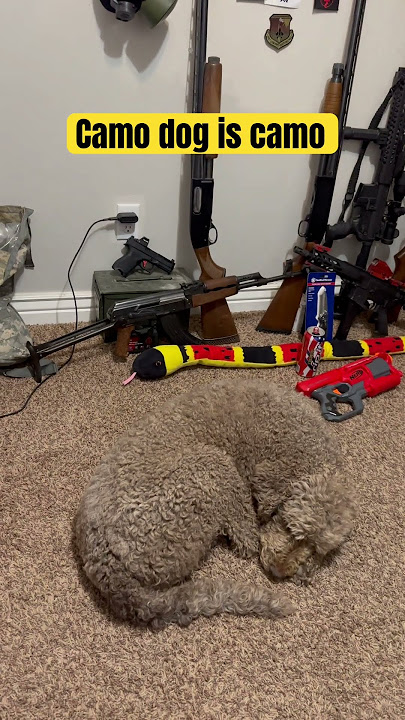 CAMOUFLAGE DOG IS CAMOUFLAGED