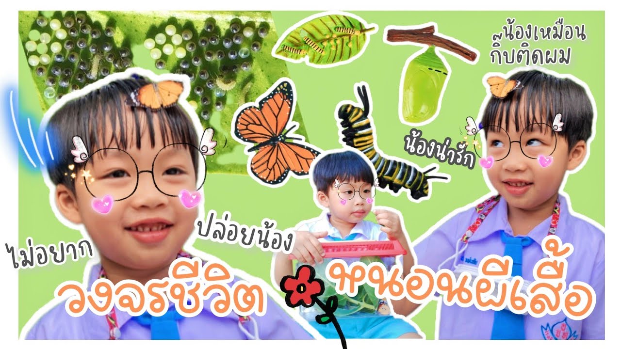 เลี้ยงหนอนผีเสื้อใบรัก  #วงจรชีวิตผีเสื้อ🐛🦋