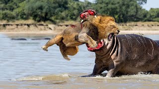 Hippo Is King Of The River and Lion Is King Of The Grasslands, What Happens If They Confront? by Wild Animals 245,523 views 1 year ago 11 minutes, 31 seconds