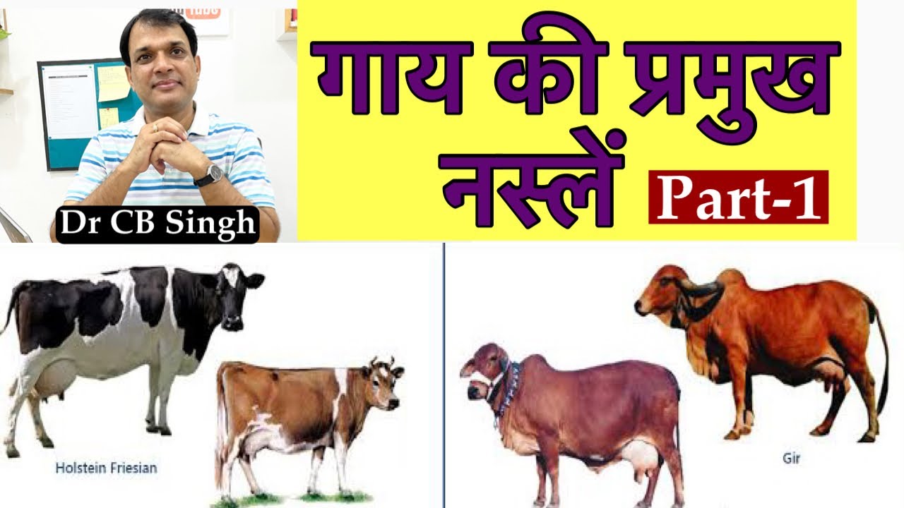 Best Cow Breeds in India for milk production Part1 Jersey Cow गाय की प्रमुख नस्लें Dairy