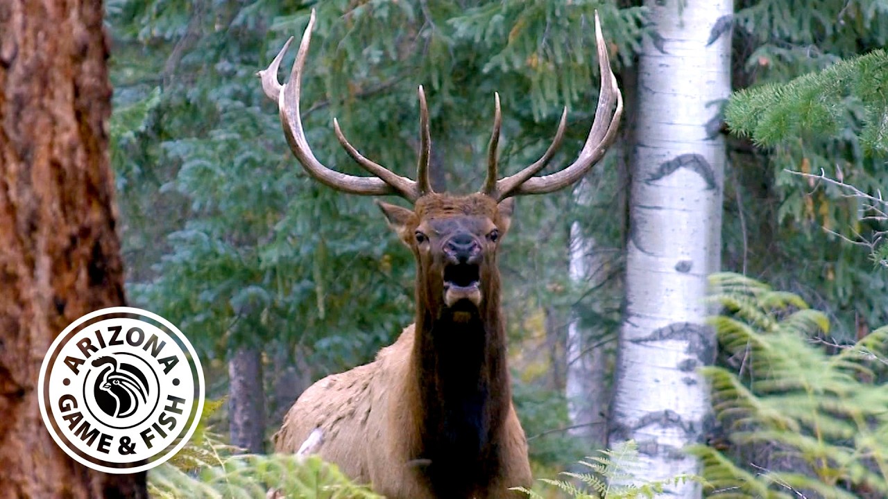 Департамент охоты и рыболовства Аризоны: Один день из жизни