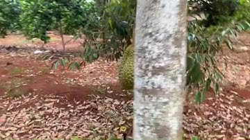 Bán Vườn Trái Cây 4.500m2 Có Thổ Cư , Có Nhà Tại Cẩm Mỹ - Đồng Nai