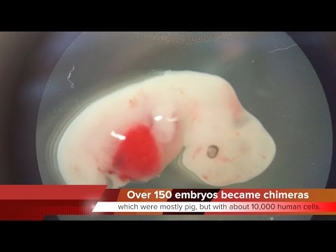 KTF-News - Human pig Hybrid Chimera’s Achieved